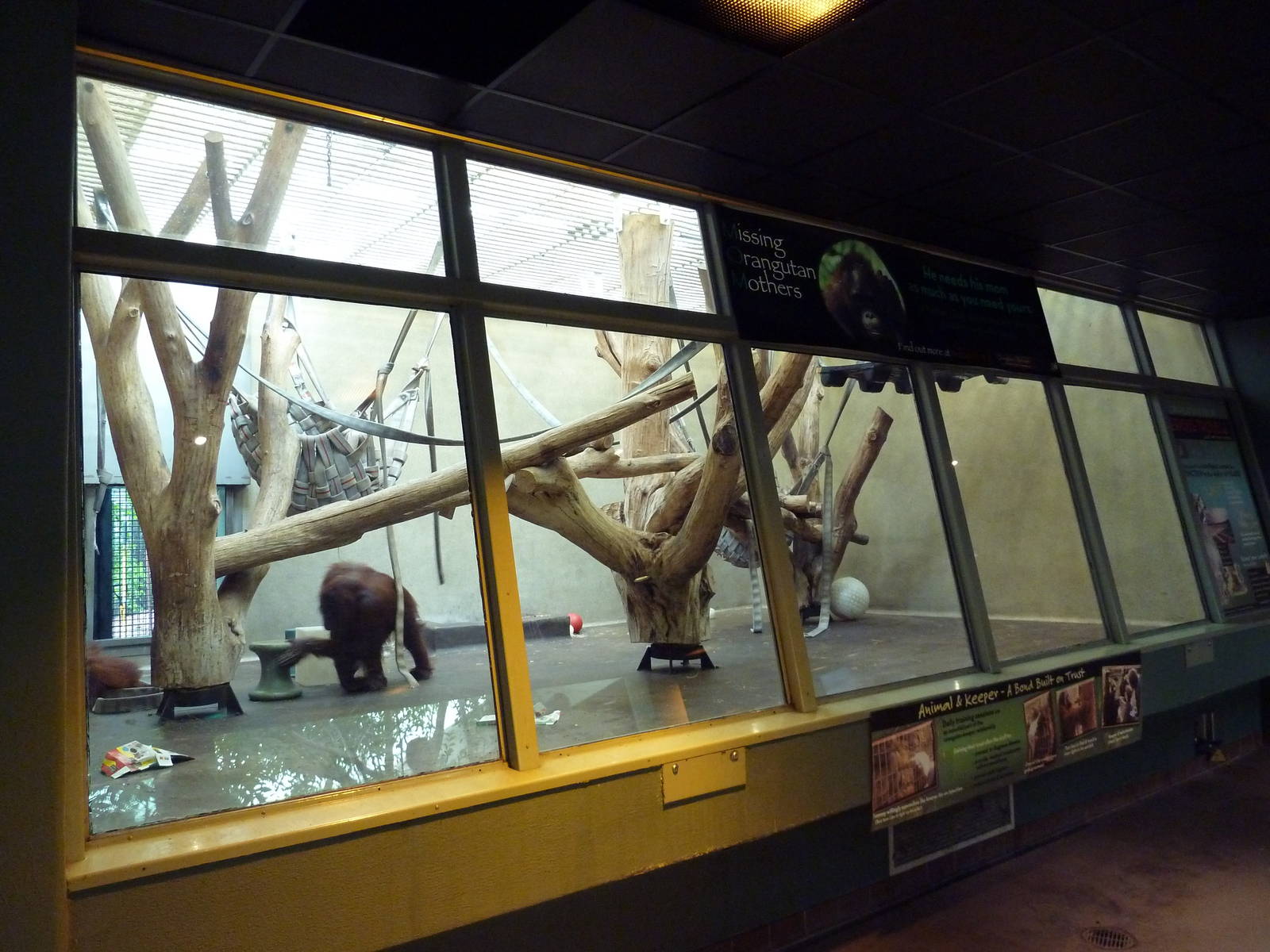 Primate Complex - Orangutan Exhibit