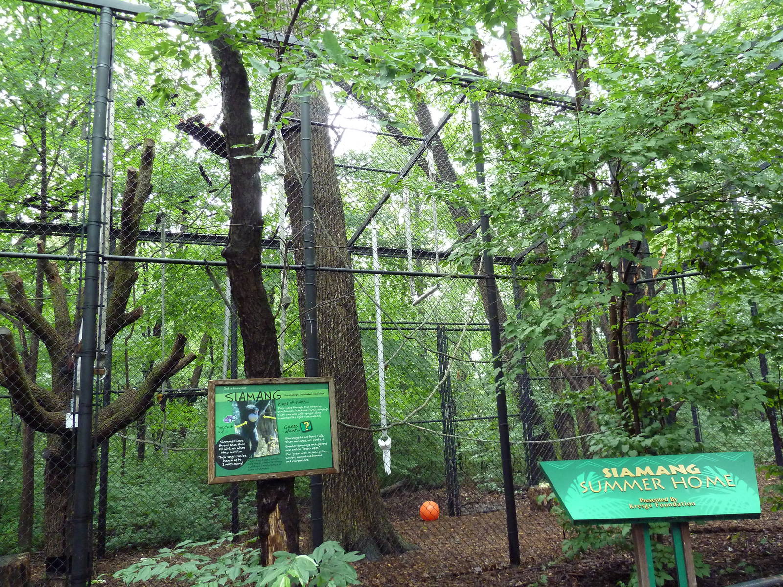 Primate Complex - Siamang Outdoor Exhibit