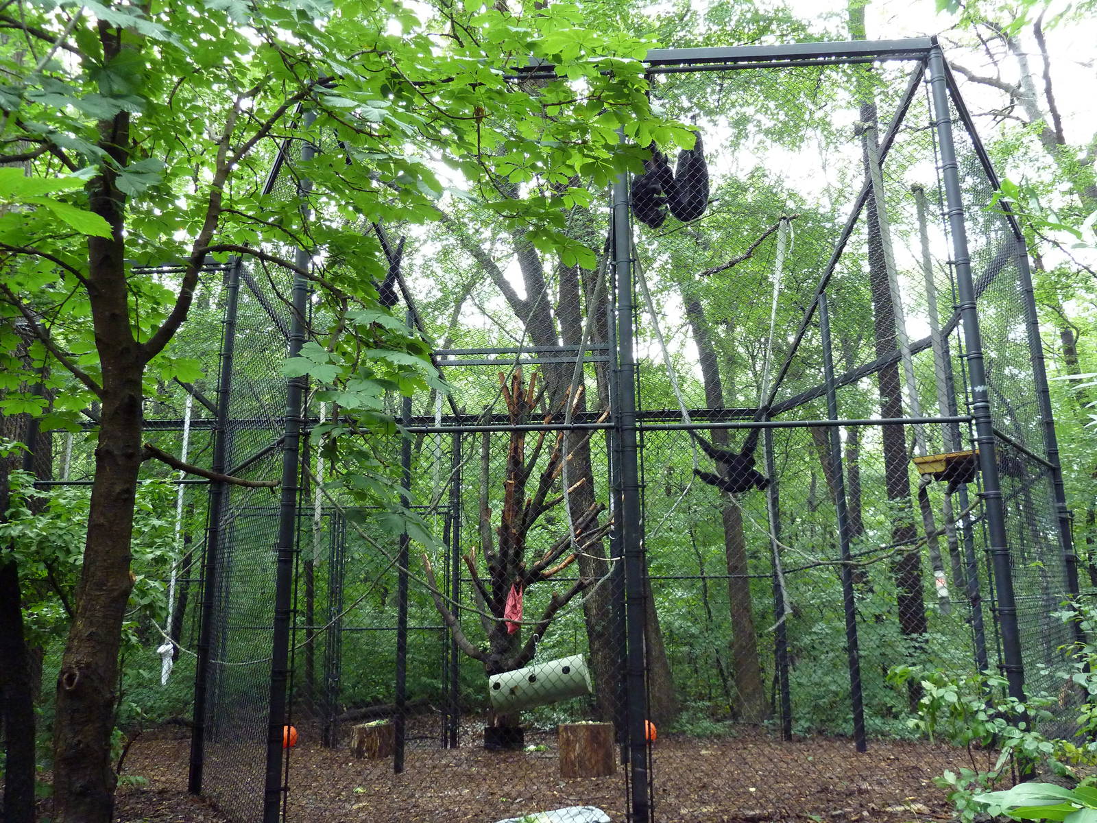 Primate Complex - Siamang Outdoor Exhibit