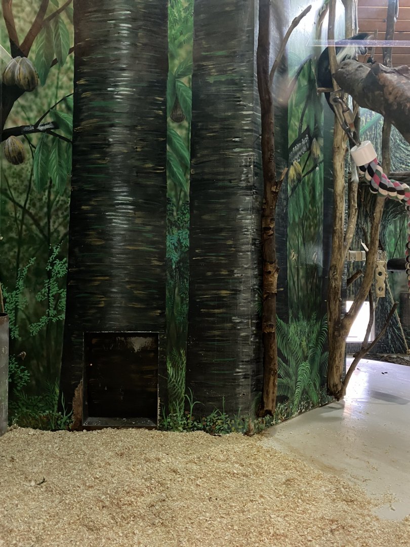 Primate conservation center- Angolan colobus monkey & cape porcupine indoor exhibit