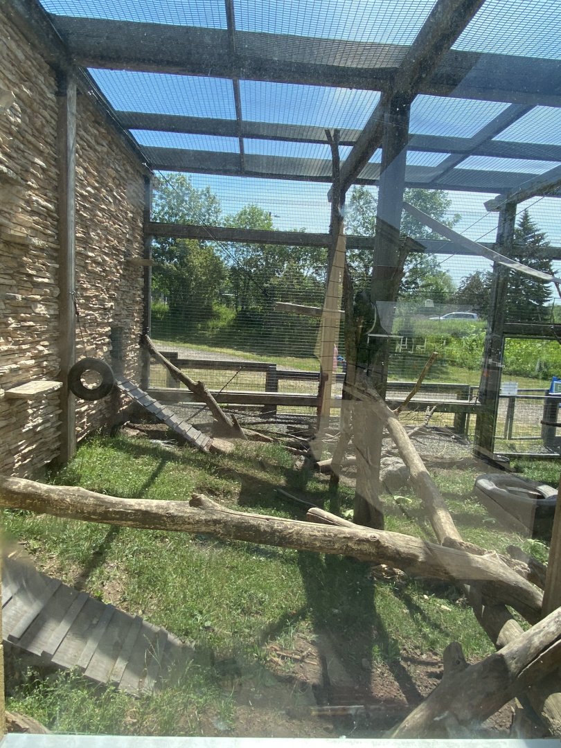 Primate conservation center colobus monkey and cape porcupine exhibit