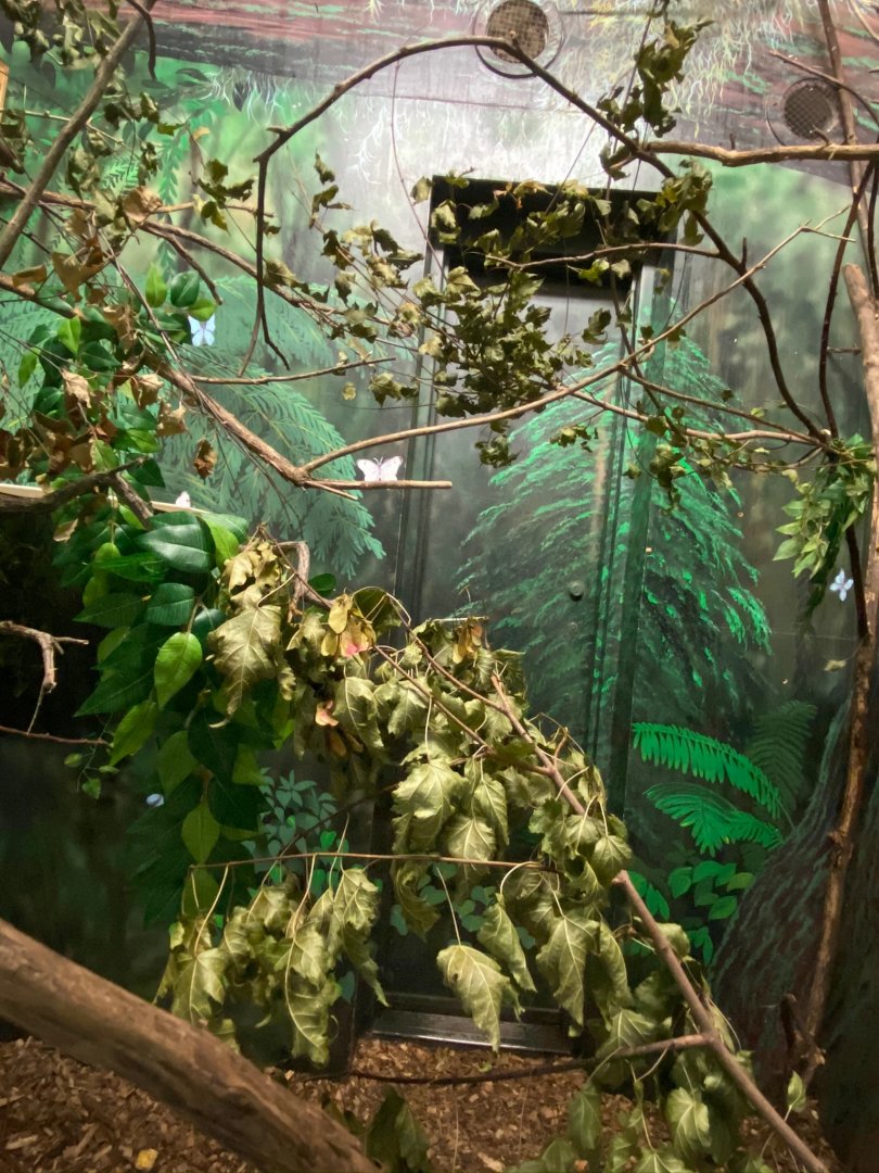 Primate conservation center- cotton topped tamarin exhibit