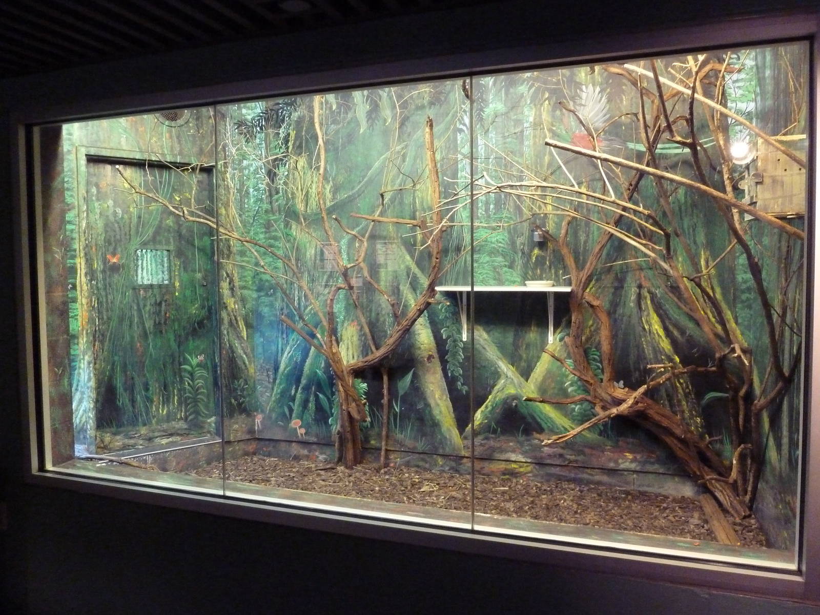 Primate Conservation Center - Goeldi's Monkey/Green Iguana Exhibit