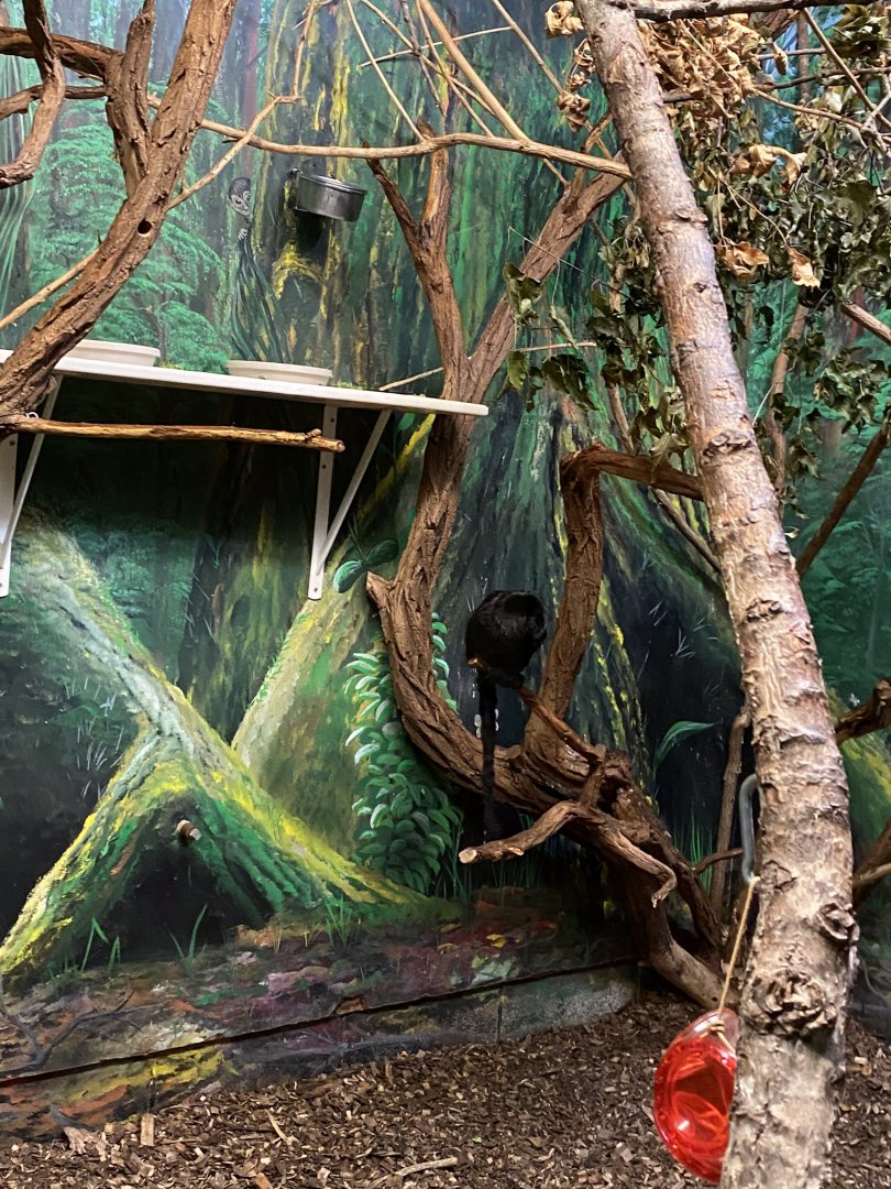 Primate conservation center- goldis monkey & speckled mousebird exhibit
