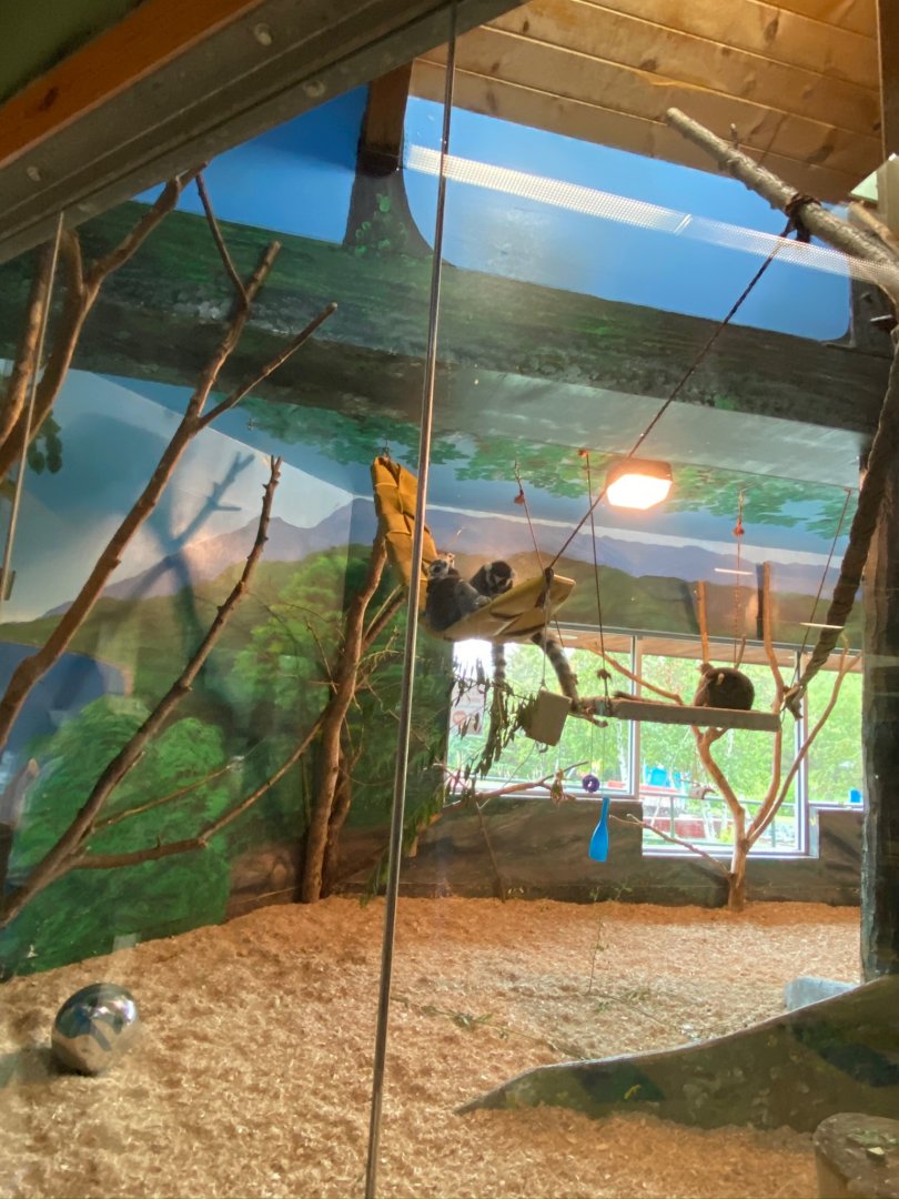 Primate conservation center- ring-tailed lemur indoor exhibit