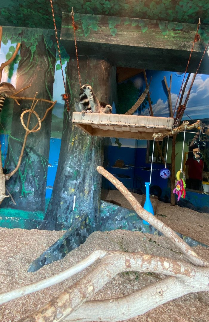 Primate conservation center- ring-tailed lemur indoor exhibit