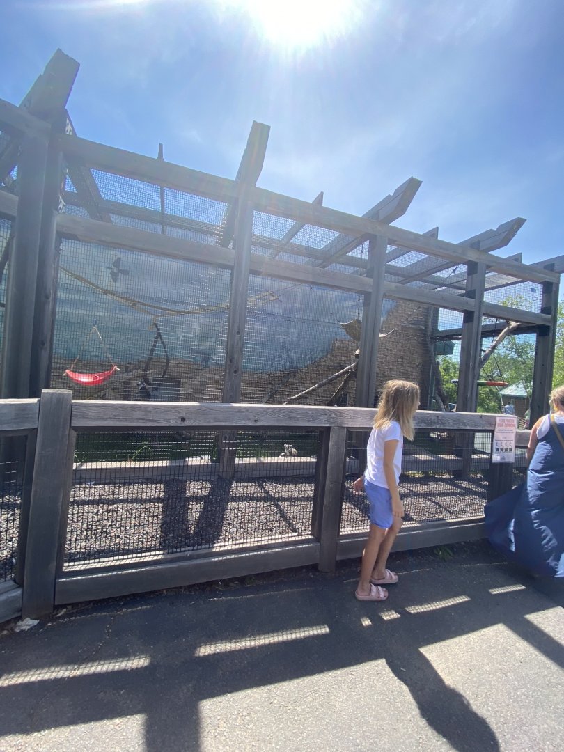 Primate conservation center ring tailed lemur outdoor exhibit