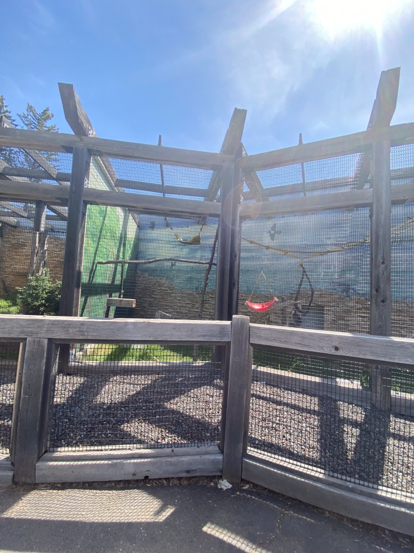 Primate conservation center ring tailed lemur outdoor exhibit