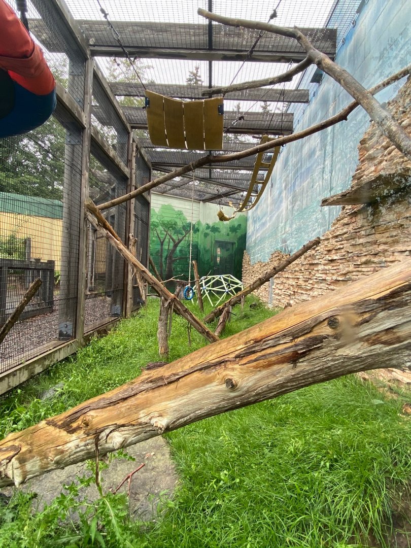 Primate conservation center- ring-tailed lemur outdoor y