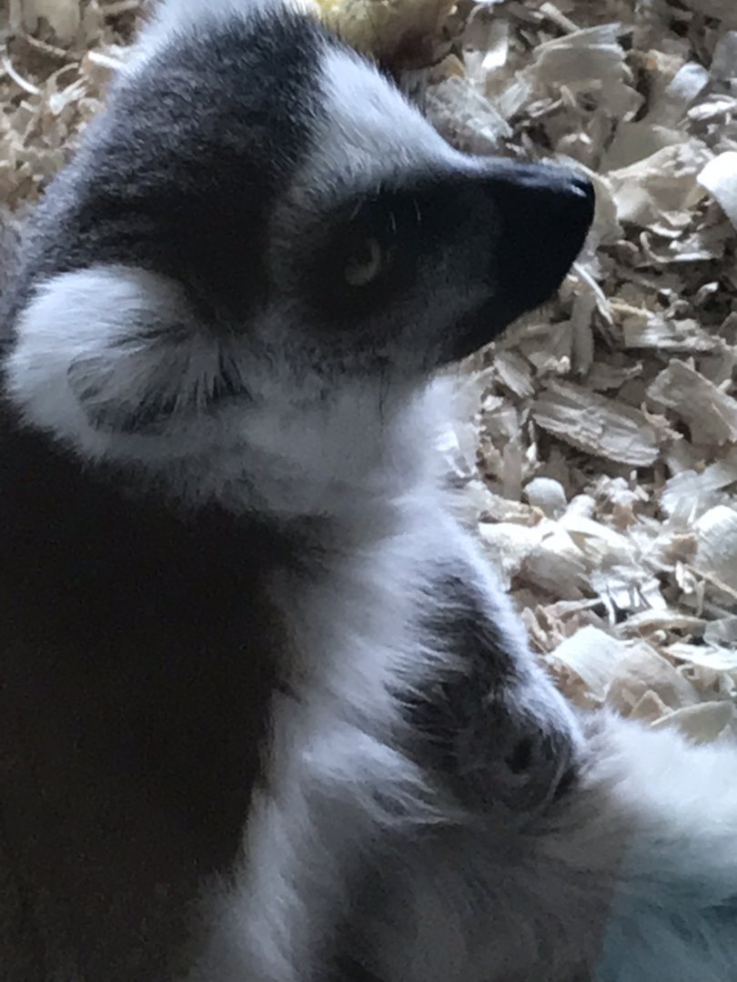 Primate conservation center ring tailed lemur