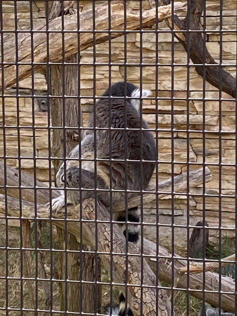 Primate conservative Center ring tailed lemur