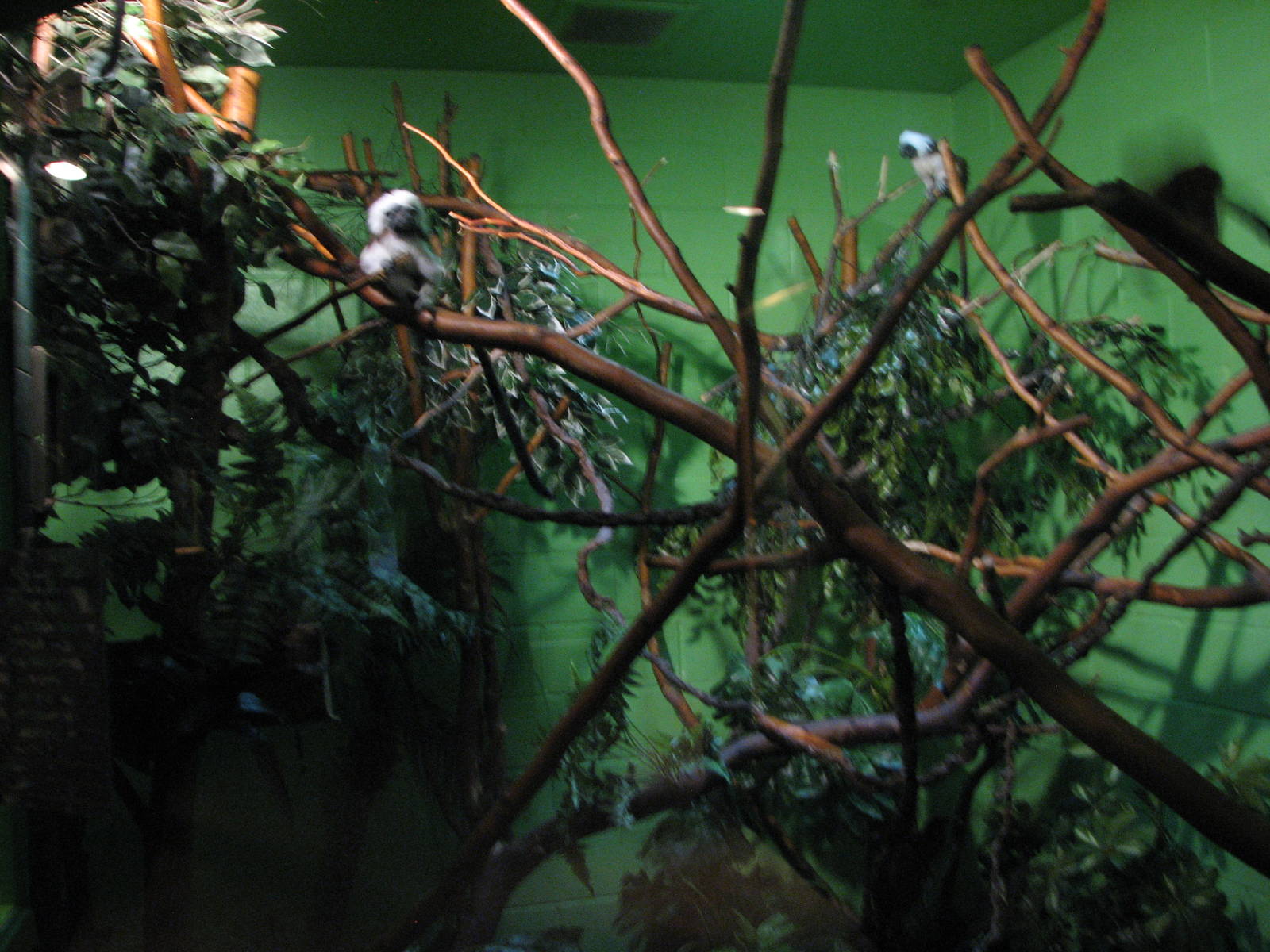 Primate Discovery Center - Cotton Top Tamarin Exhibit
