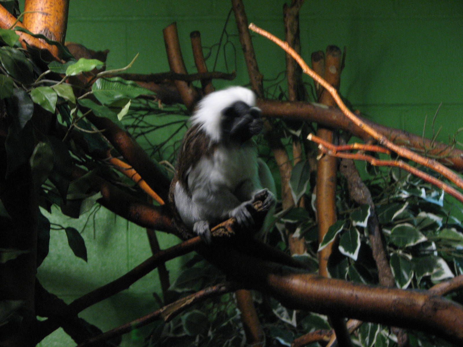Primate Discovery Center - Cotton Top Tamarin