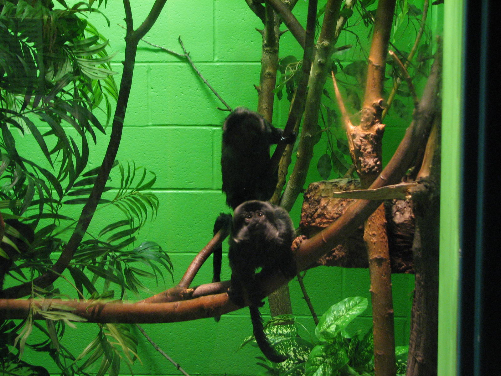 Primate Discovery Center - Goeldi's Monkey
