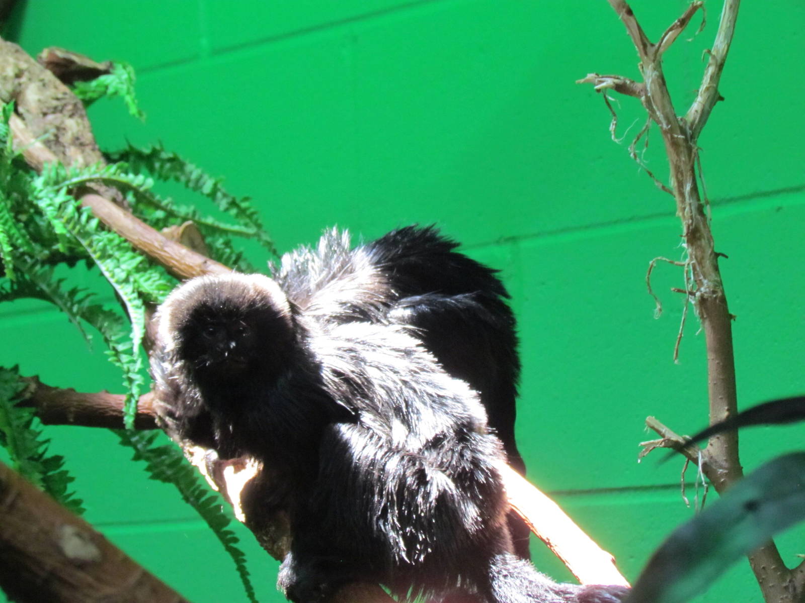 Primate Discovery Center - Goeldi's Monkey
