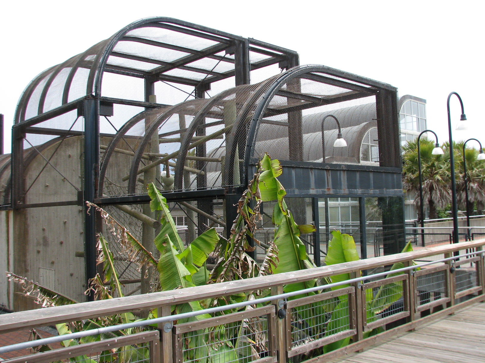 Primate Discovery Center - Lion-tailed Macaque Exhibit