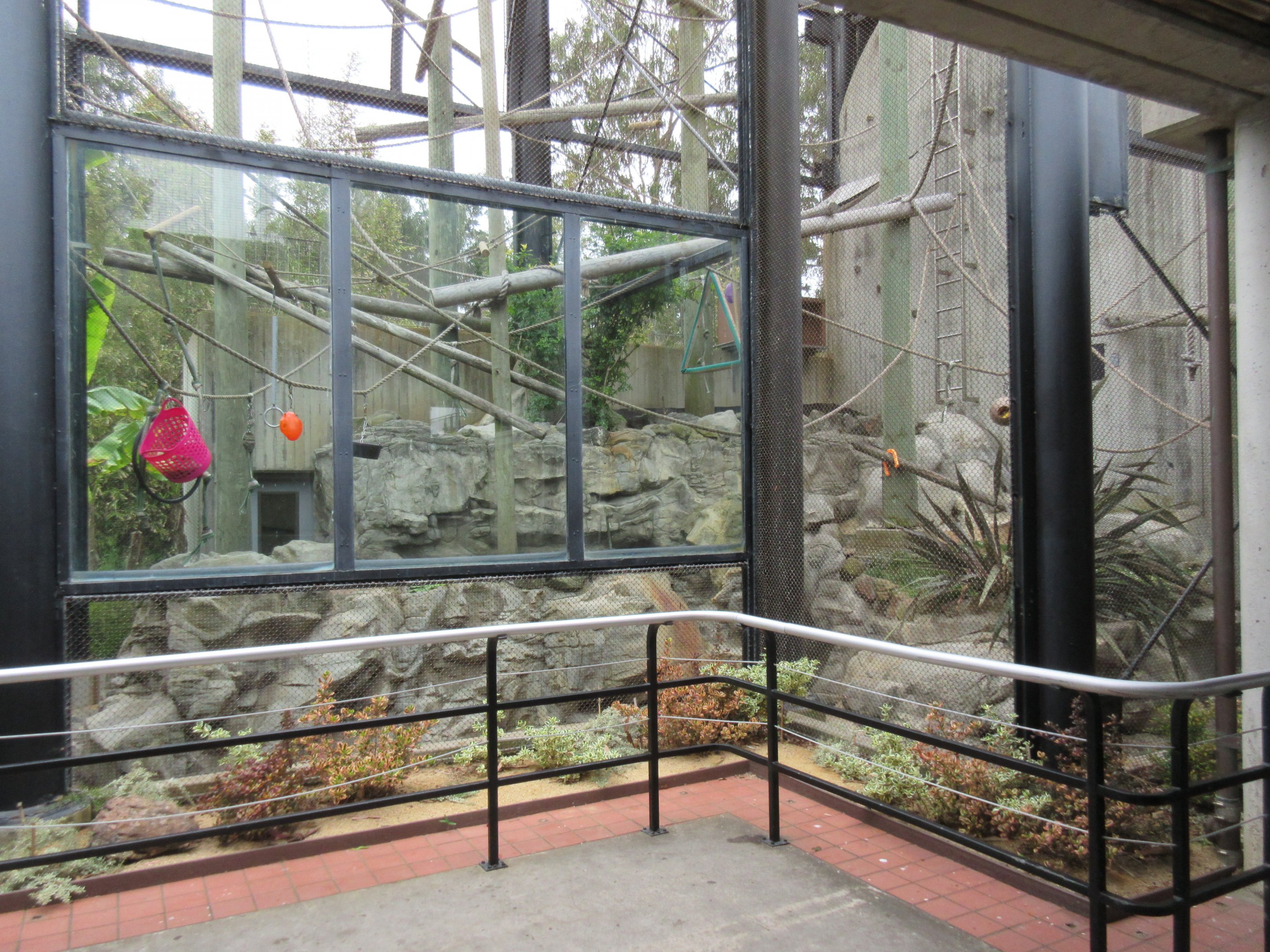 Primate Discovery Center - lower half of Siamang exhibit