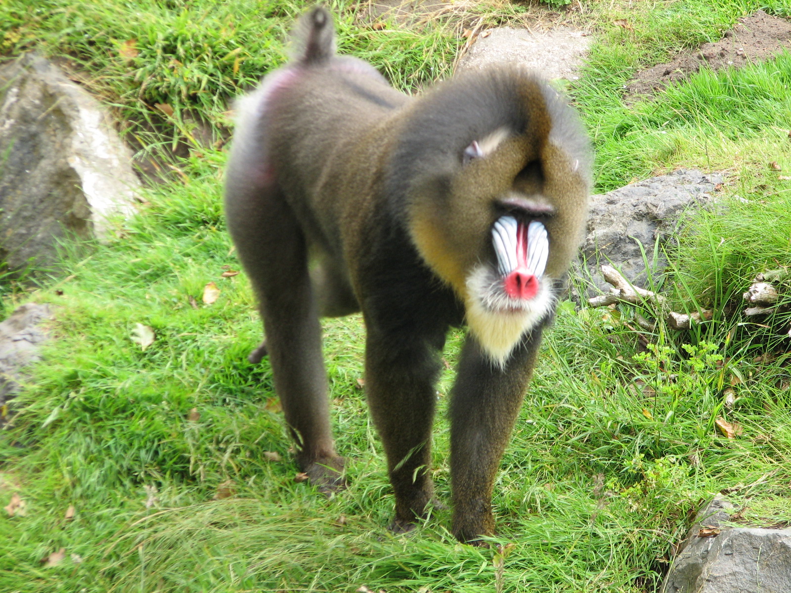 Primate Discovery Center - Mandrill