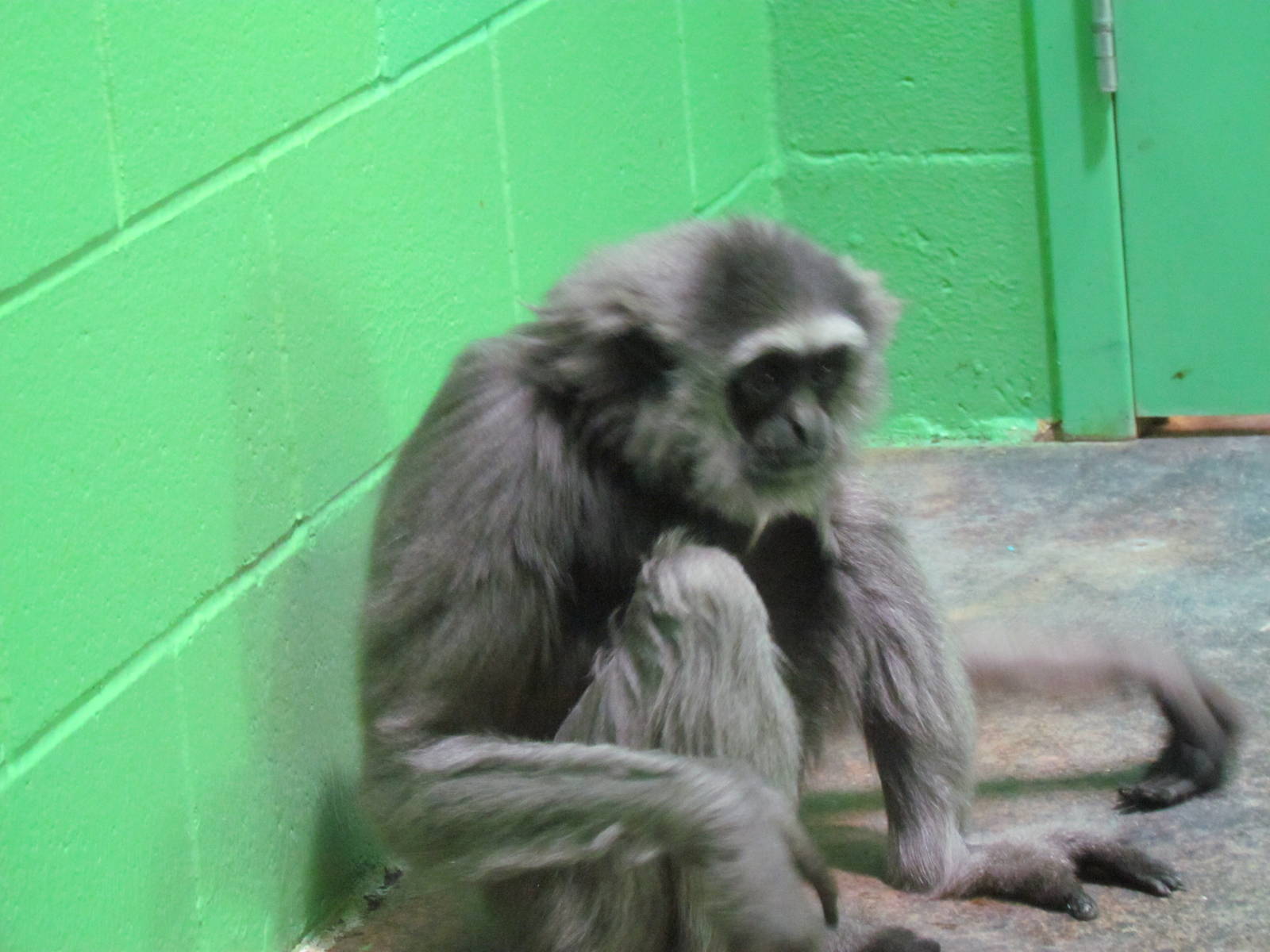 Primate Discovery Center - Muller's Bornean Gibbon