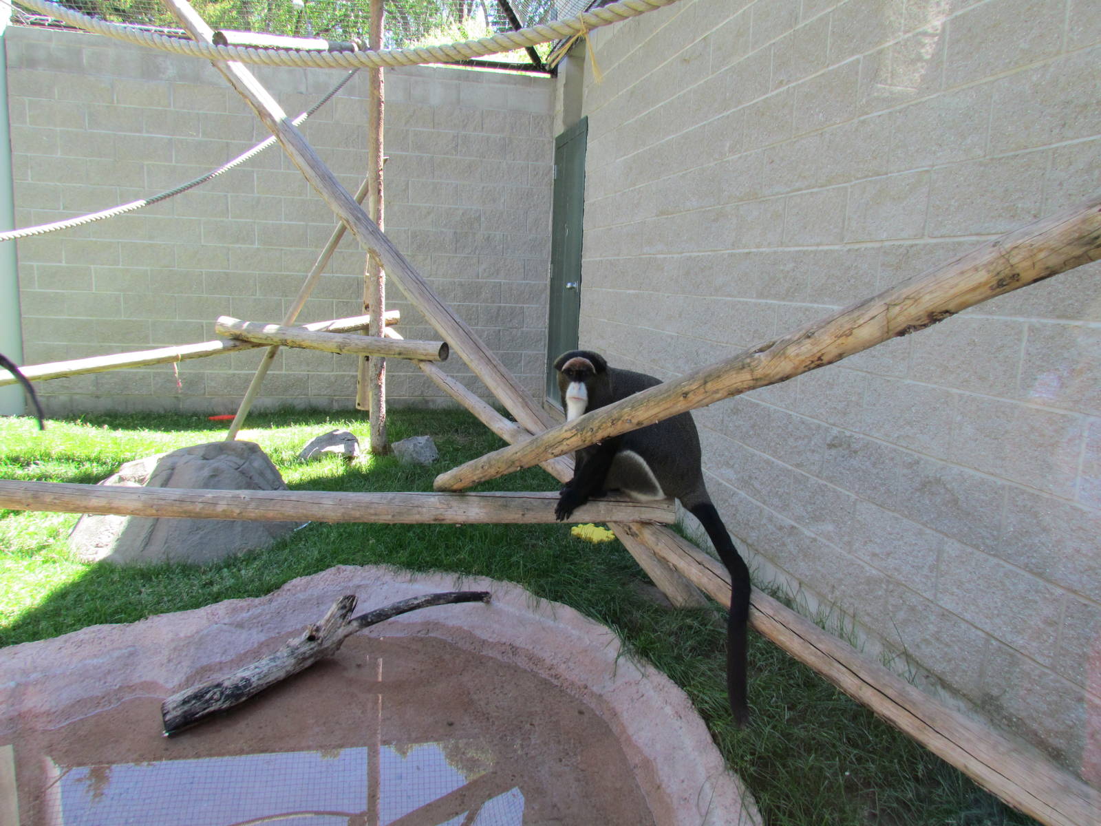 Primate Discovery Center - Outdoor Colobus/Guenon Exhibit