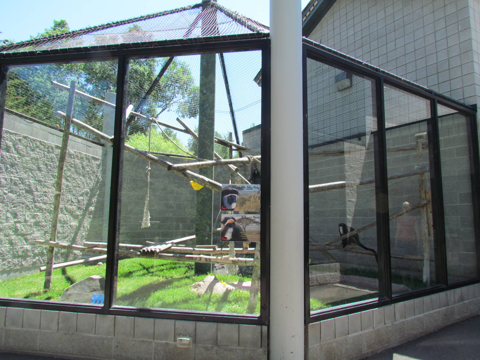 Primate Discovery Center - Outdoor Colobus/Guenon Exhibit