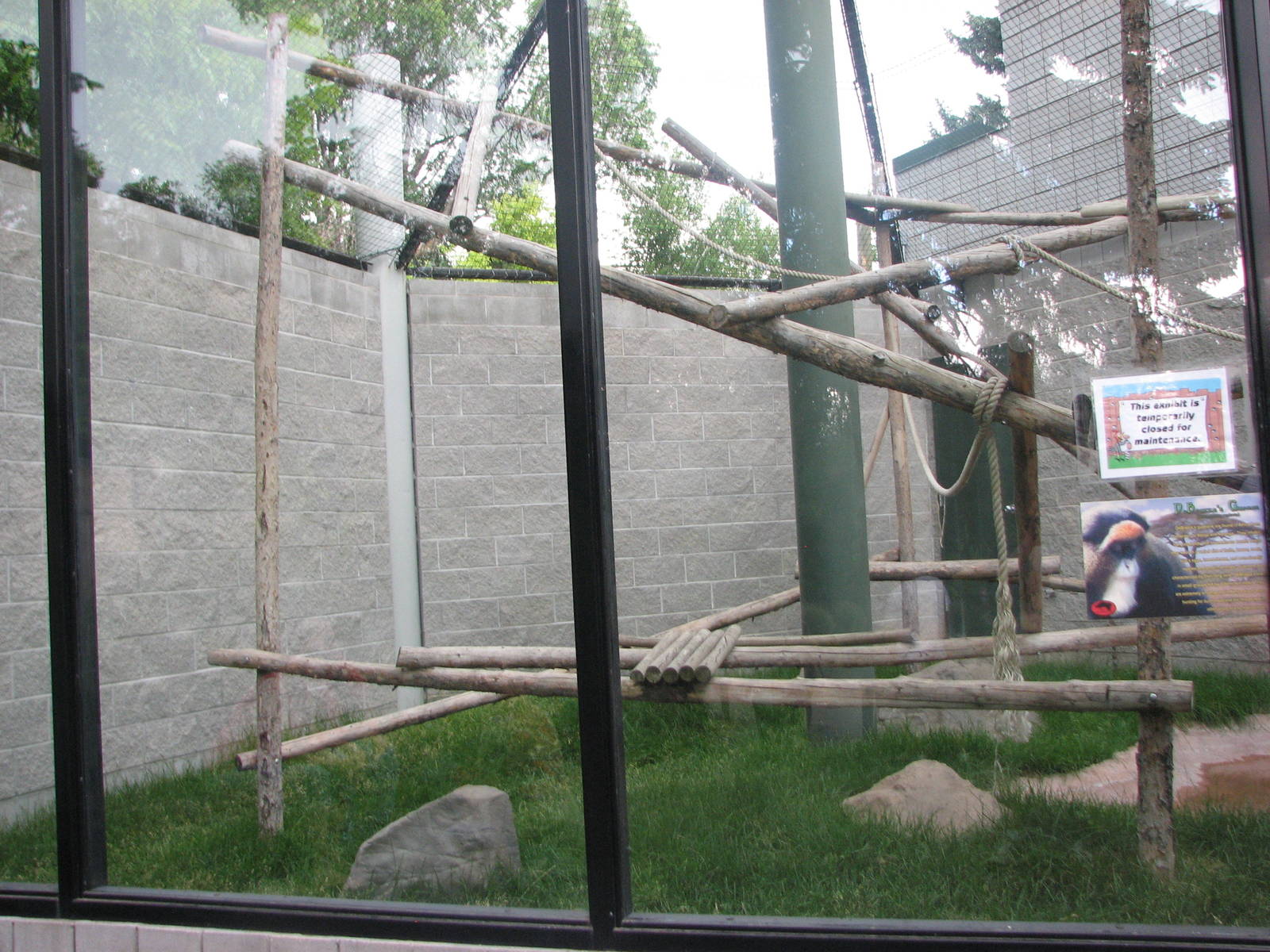 Primate Discovery Center - Outdoor DeBrazza's Monkey or Eastern Guereza