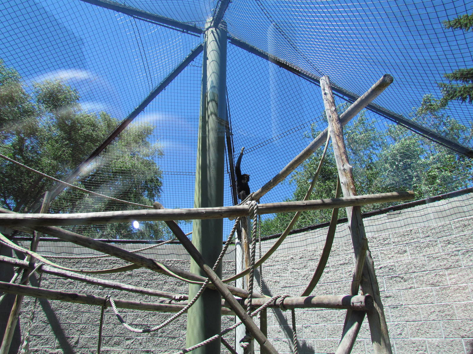 Primate Discovery Center - Outdoor Gibbon Exhibit