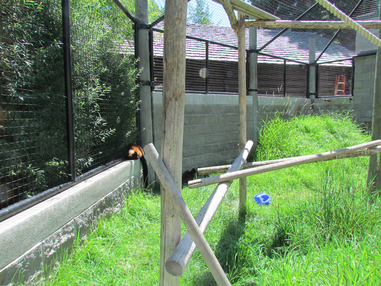 Primate Discovery Center - Outdoor Lemur Exhibit