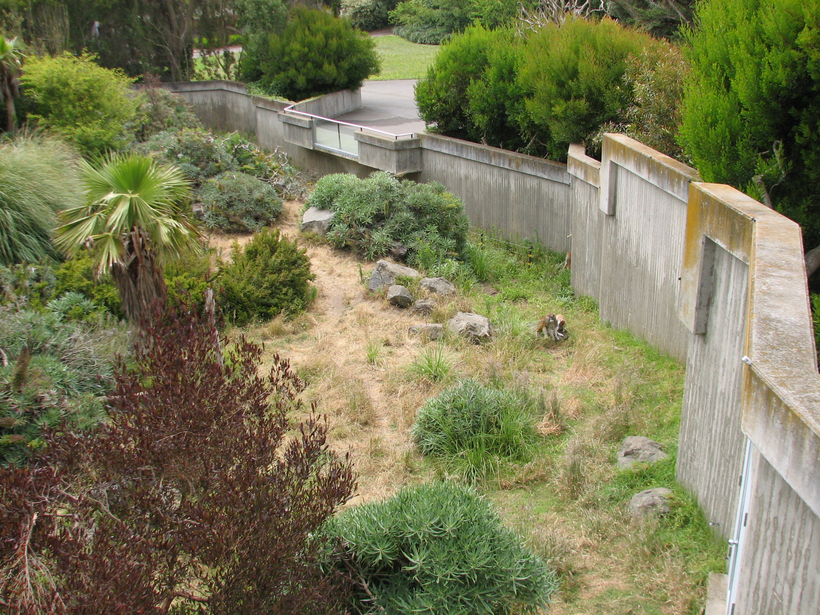 Primate Discovery Center - Patas Monkey Exhibit