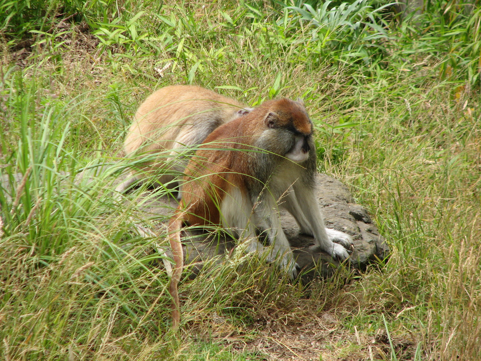 Primate Discovery Center - Patas Monkey