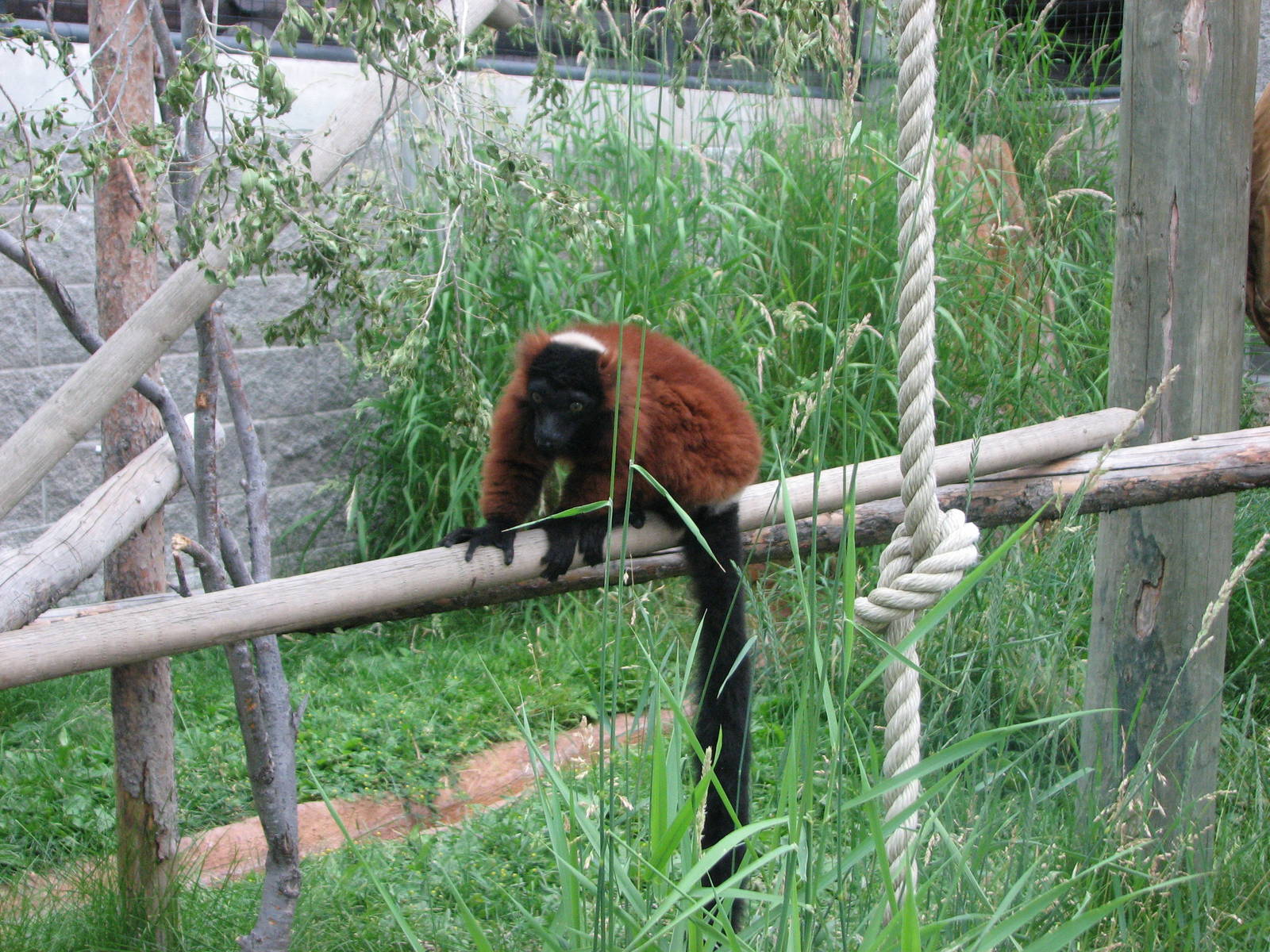 Primate Discovery Center - Red Ruffed Lemur