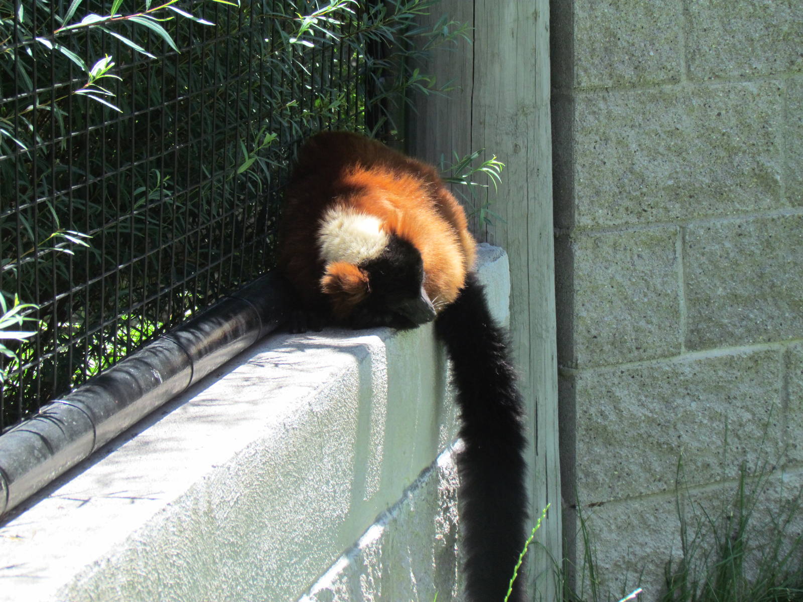 Primate Discovery Center - Red Ruffed Lemur
