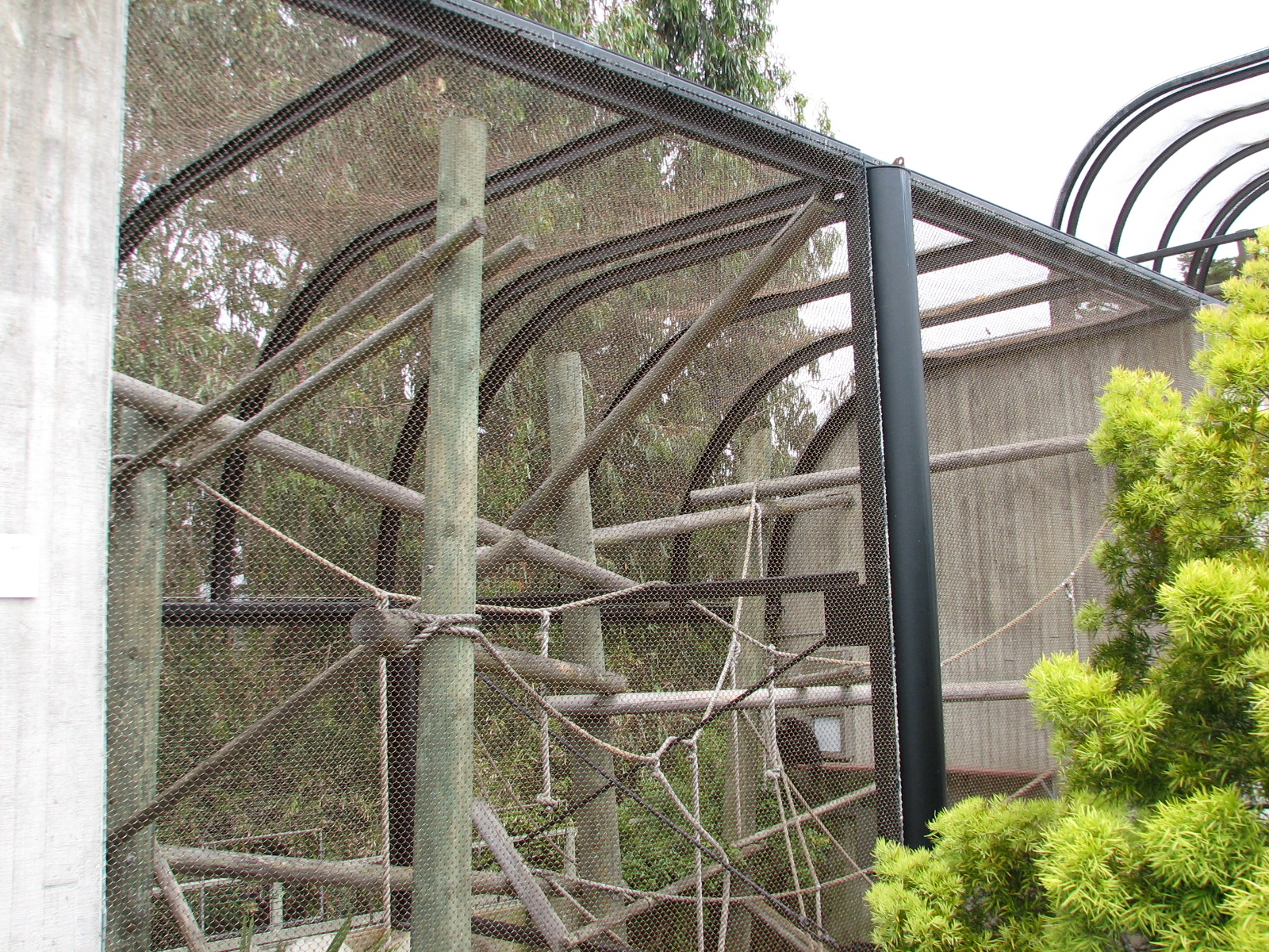 Primate Discovery Center - Siamang Exhibit