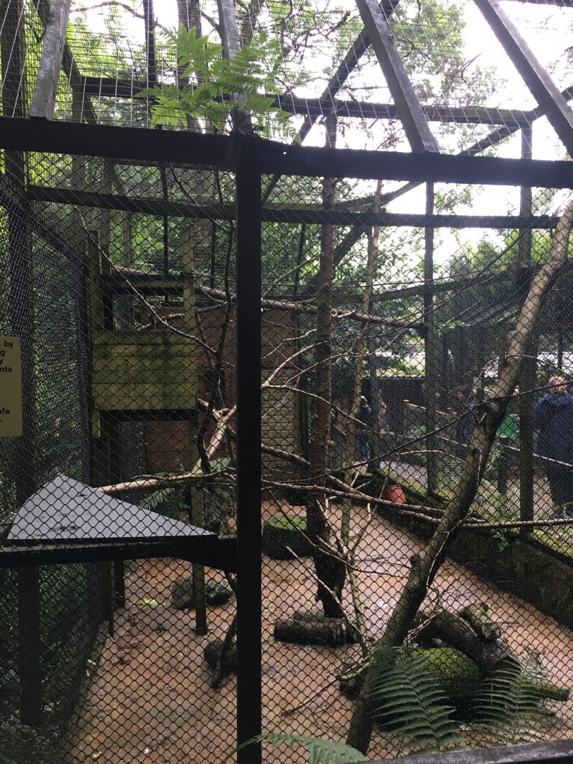 Primate enclosure 300617
