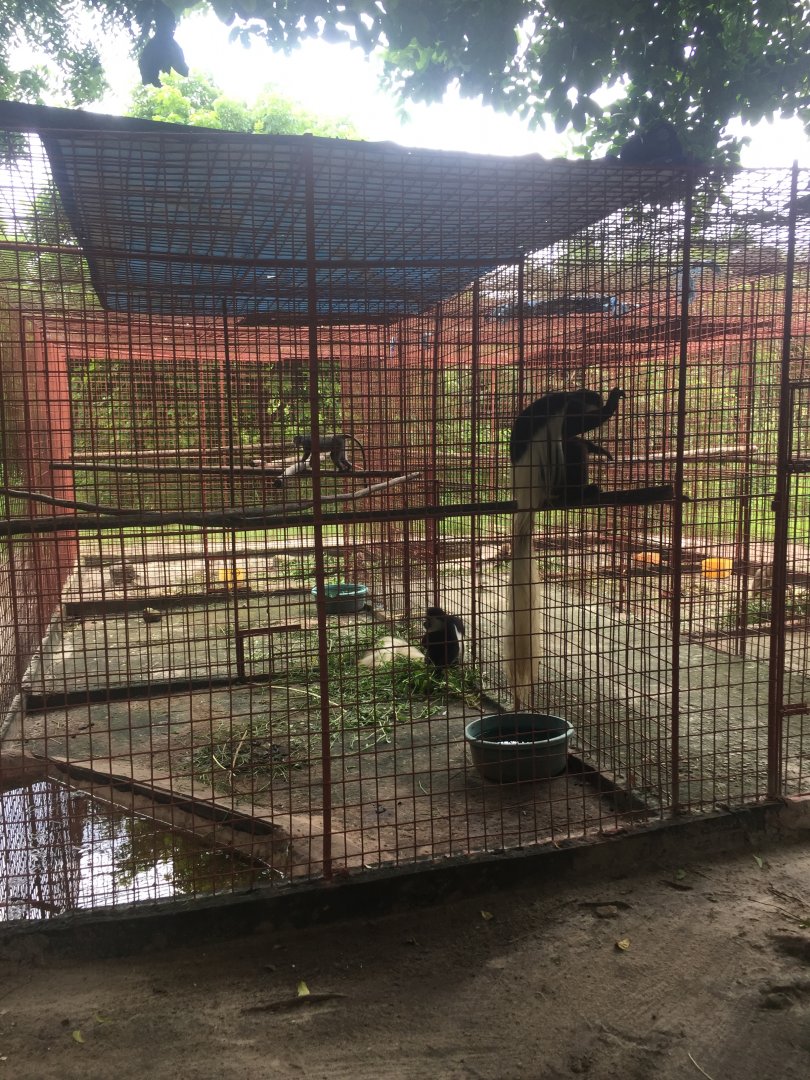 Primate enclosures - Guereza Colobus, Baboons & Blue Monkey