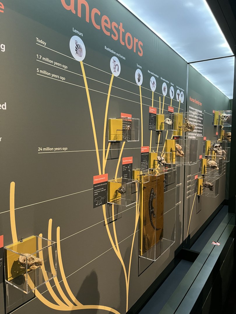 Primate evolution display 1.8.25
