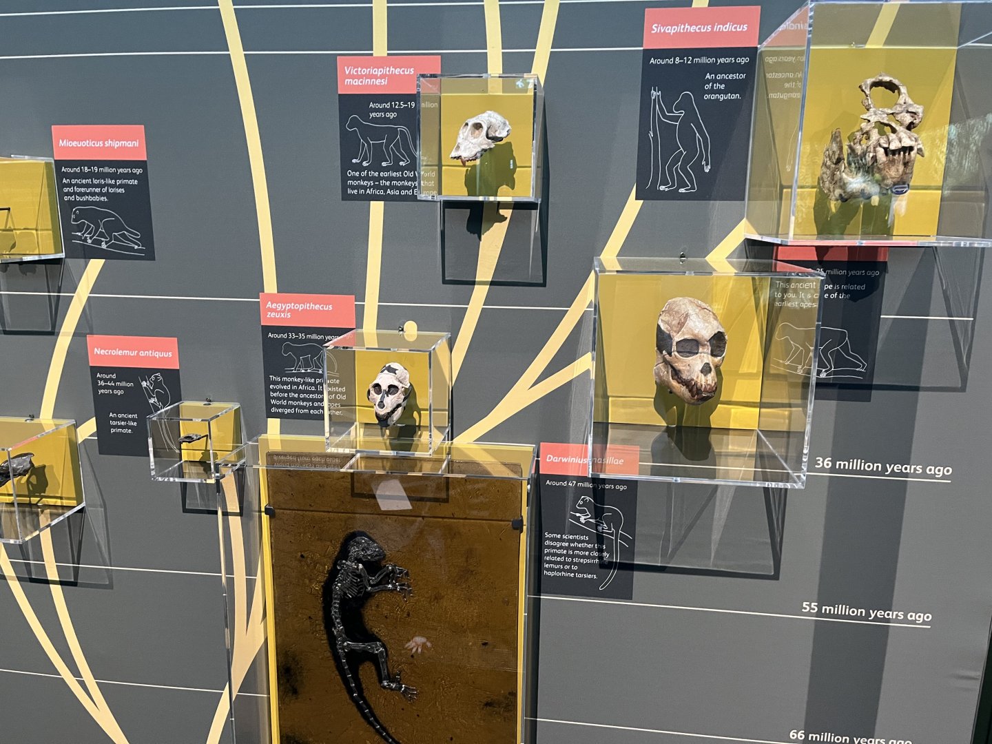 Primate evolution display 1.8.25