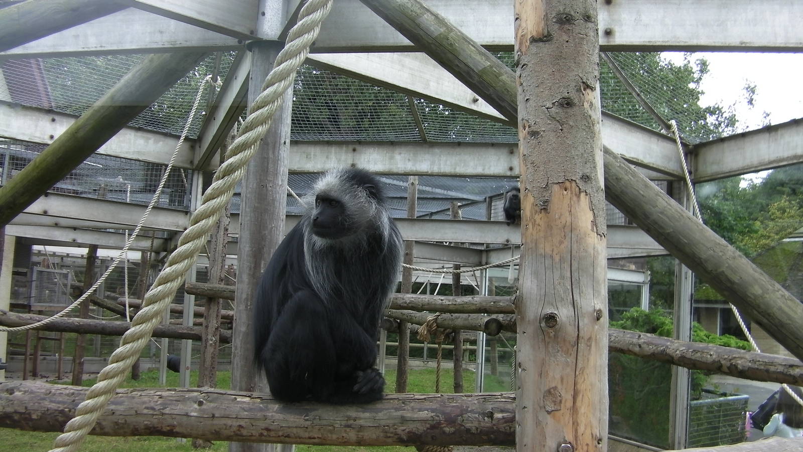 Primate Exhibit - 26.08.2011