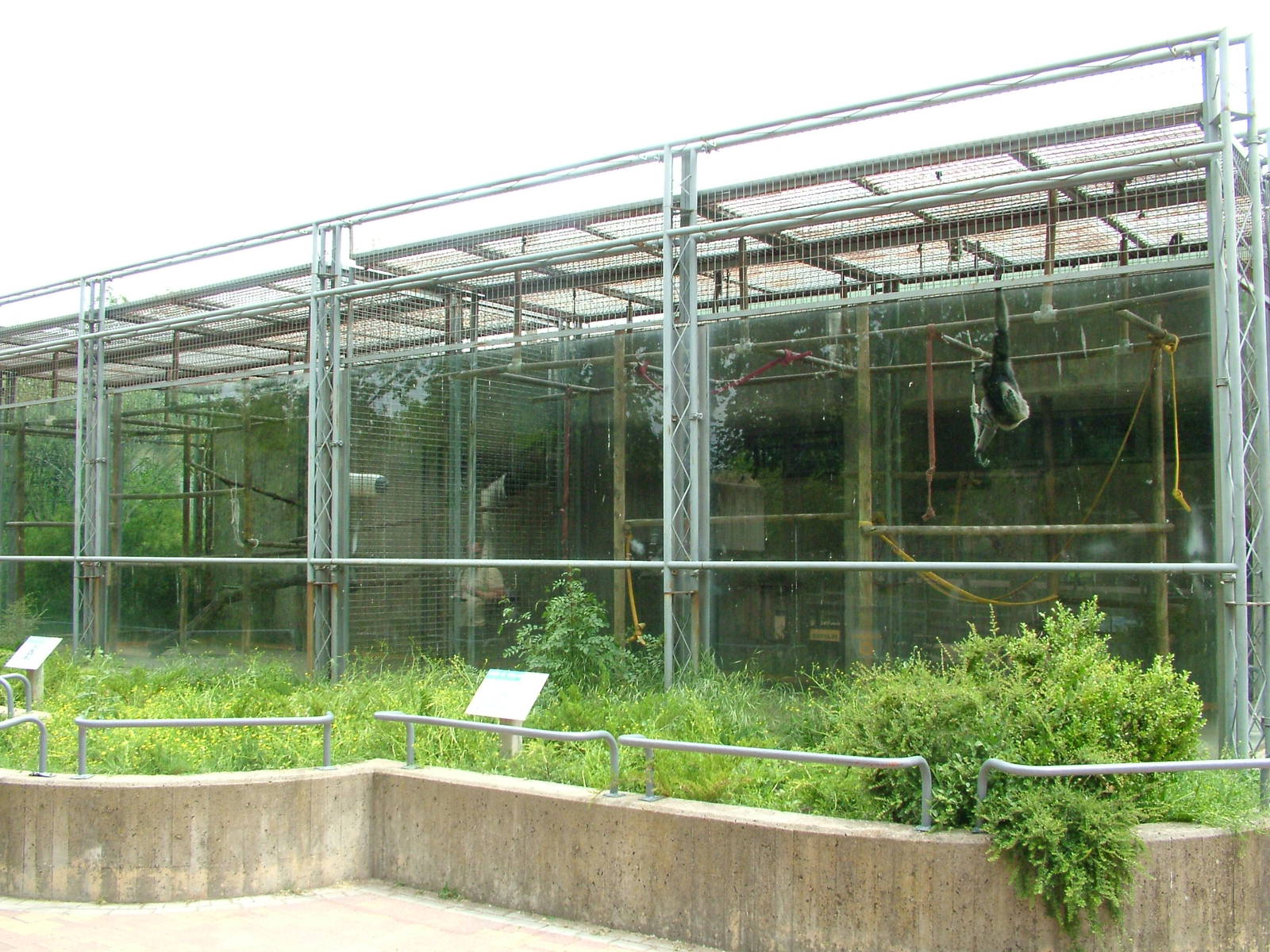 Primate Exhibits at Madrid Zoo Aquarium, 26/05/11