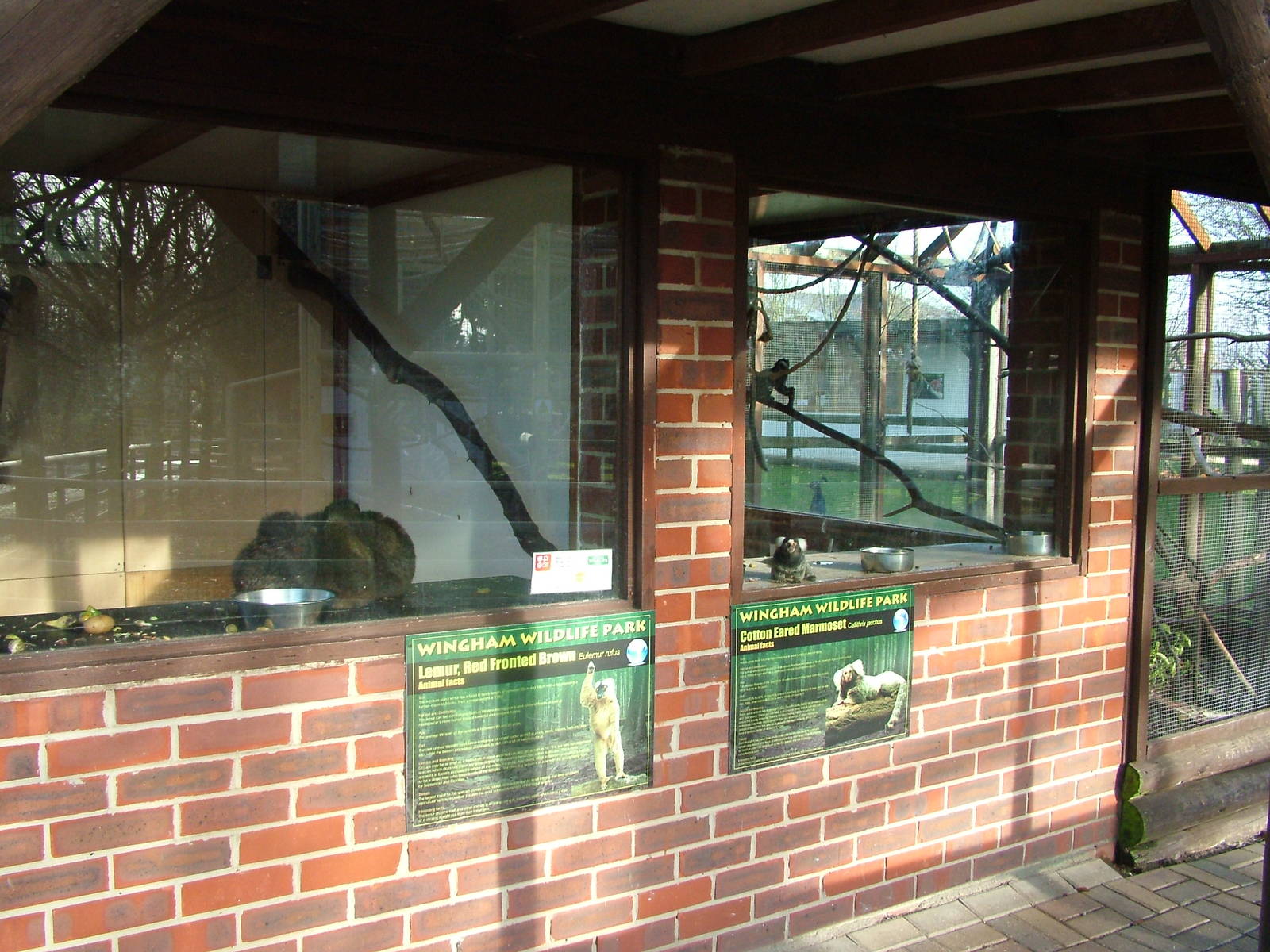 Primate exhibits at Wingham 28/11/09