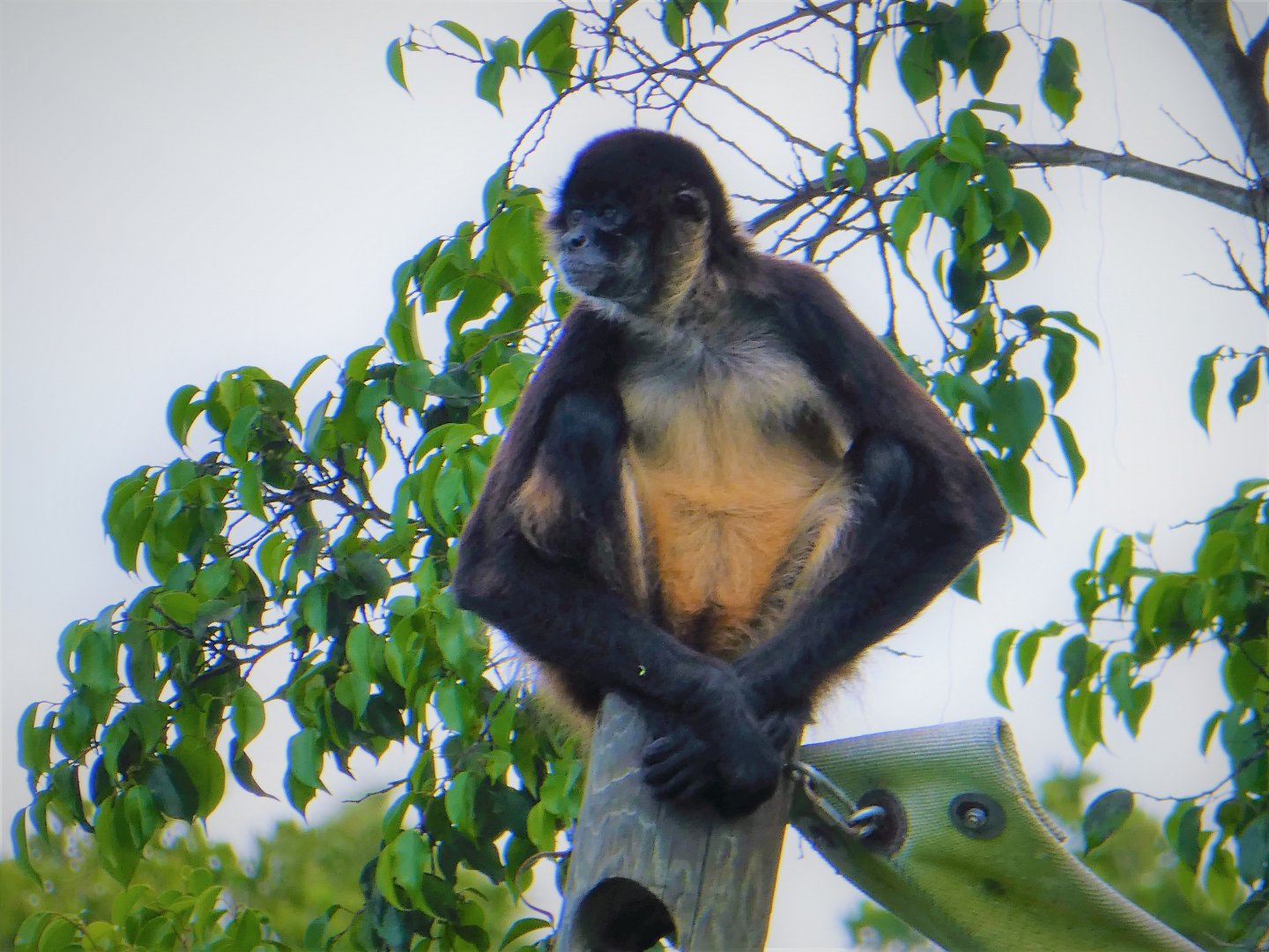 Primate Expedition Cruise - Geoffroy's Spider Monkey