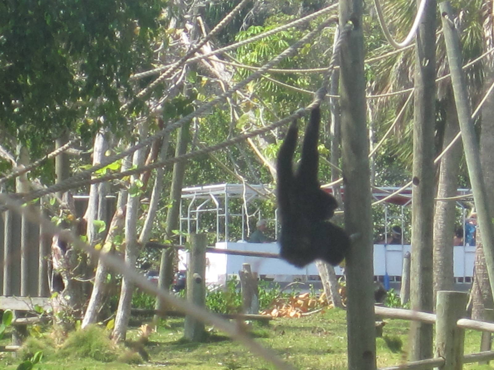 Primate Expedition Cruise- Gibbon