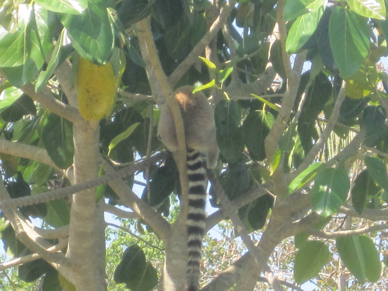 Primate Expedition Cruise- Lemur Tail