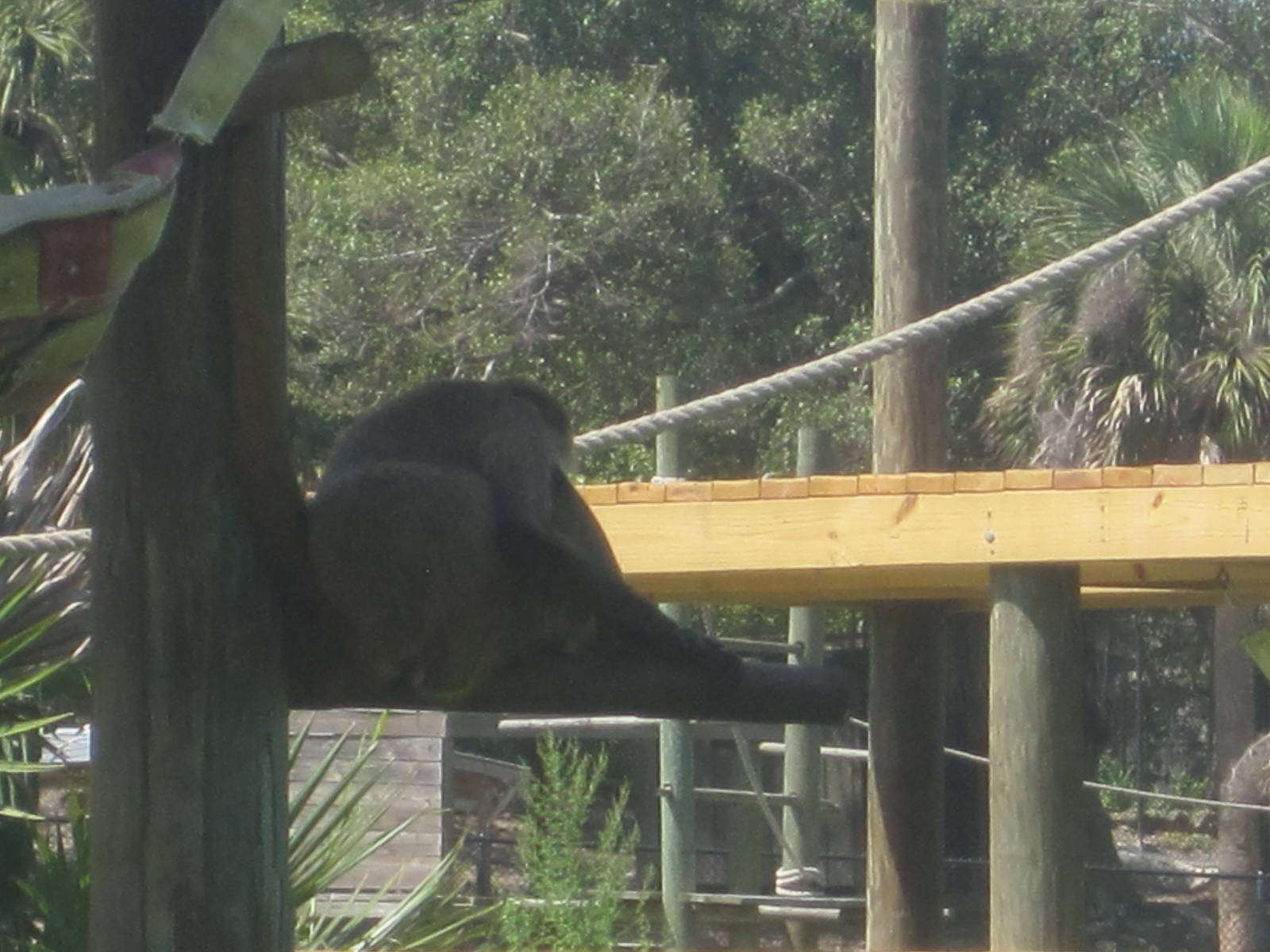 Primate Expedition Cruise- Lucky