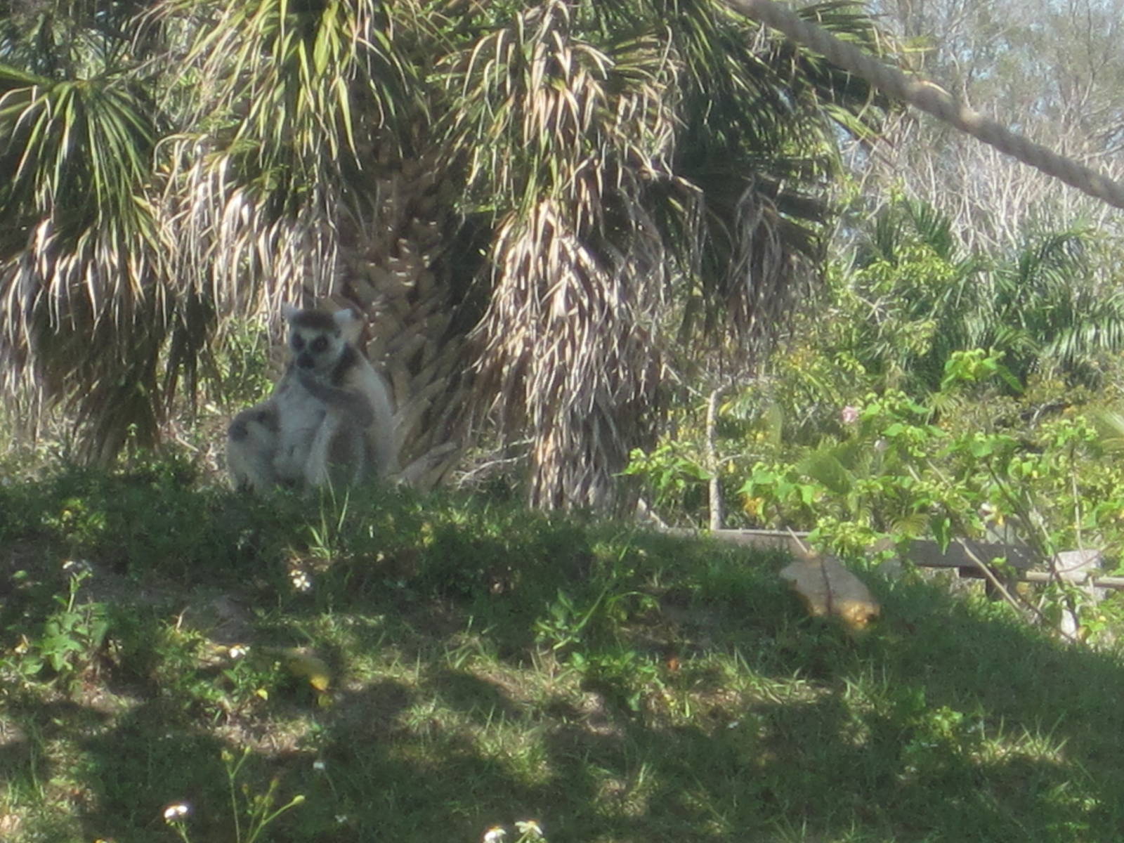 Primate Expedition Cruise- Ring-Tailed Lemur