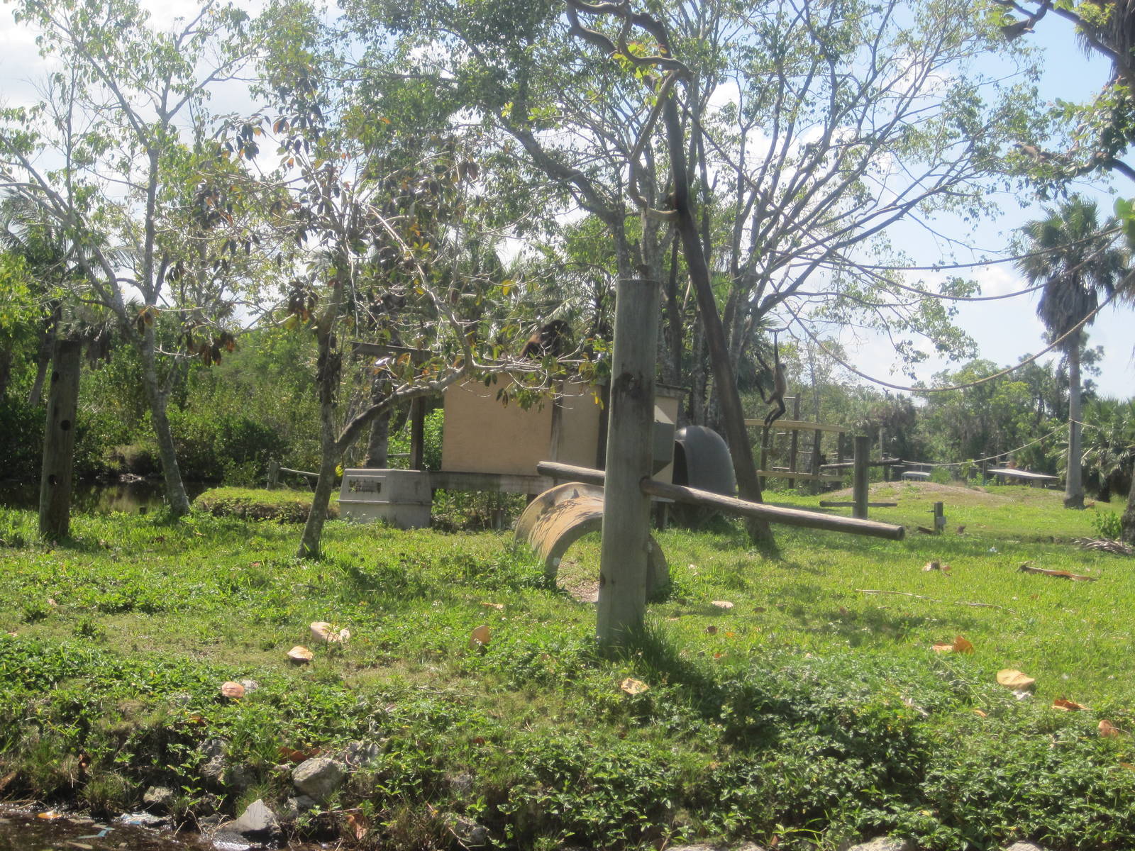 Primate Expedition Cruise- Spider Monkey Island 1