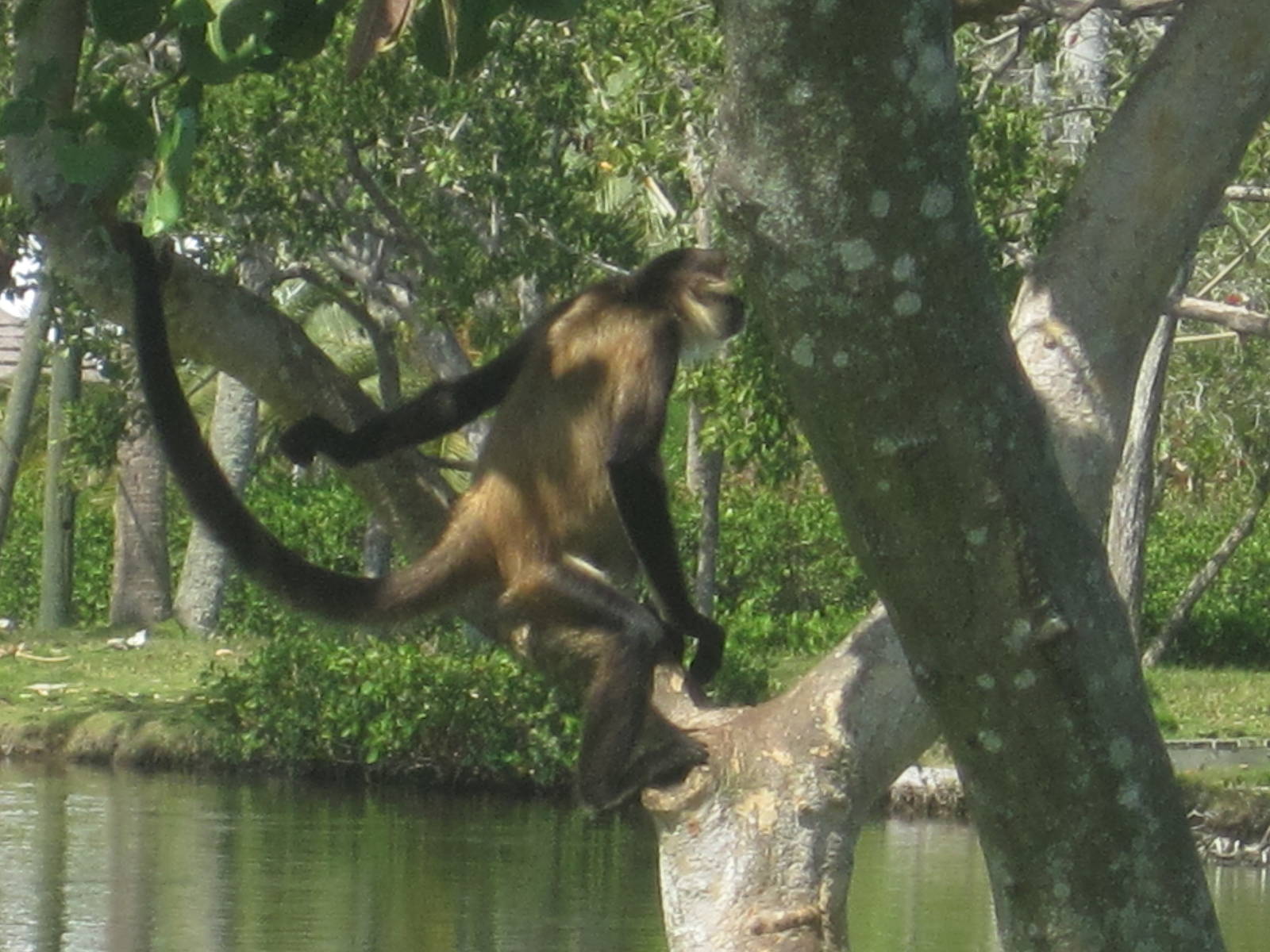 Primate Expedition Cruise- Spider Monkey