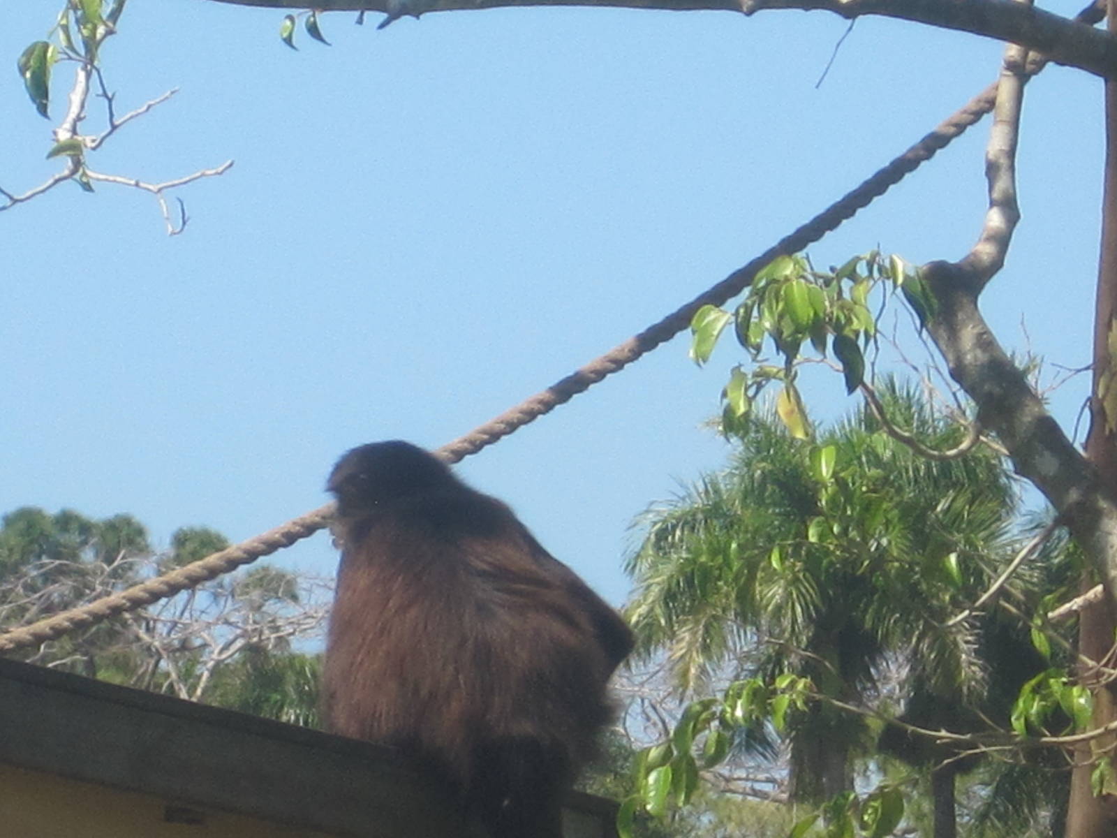 Primate Expedition Cruise- Spider Monkey