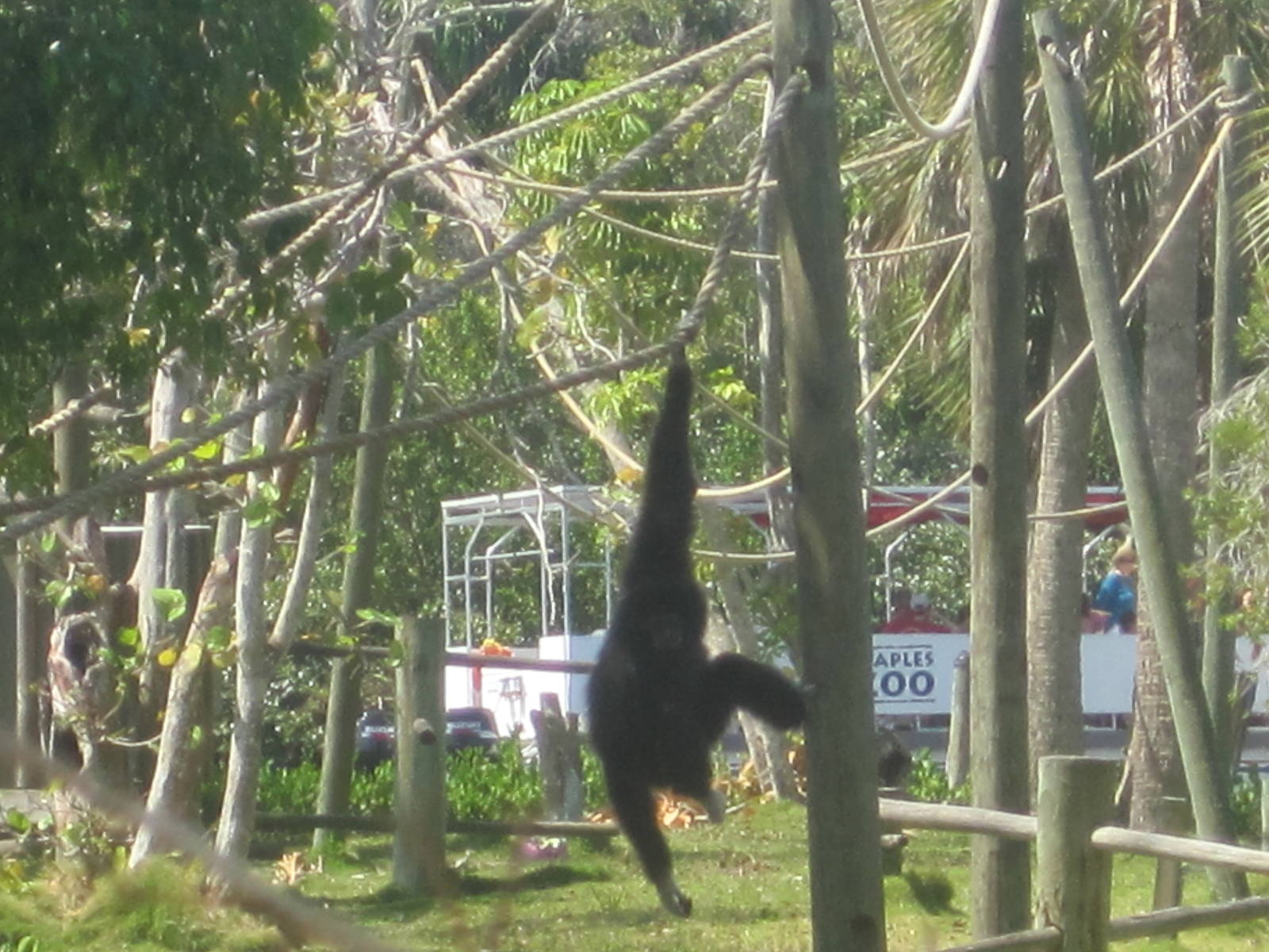 Primate Expedition Cruise- White-Handed Gibbon