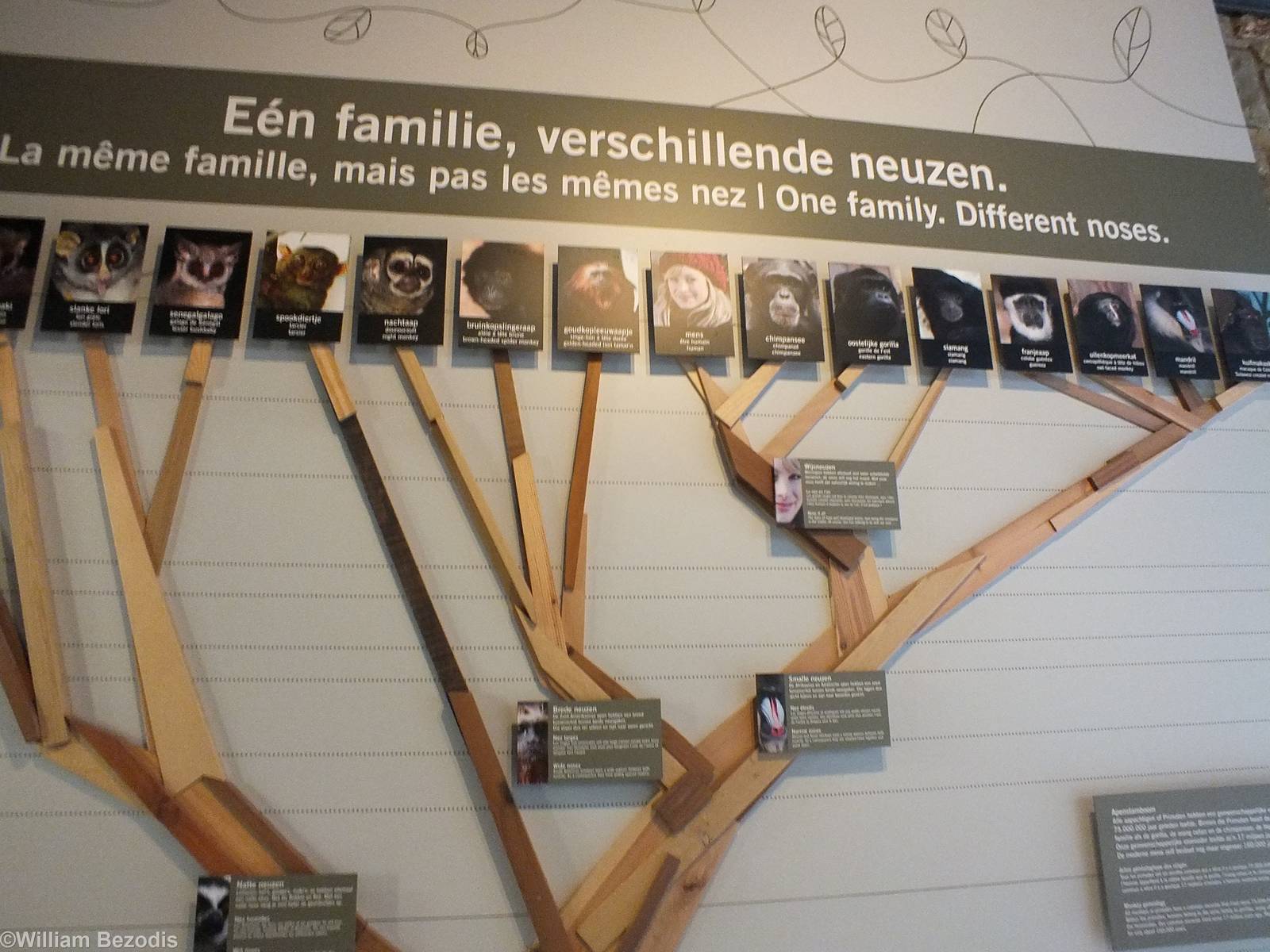 Primate Family Tree by Their Noses